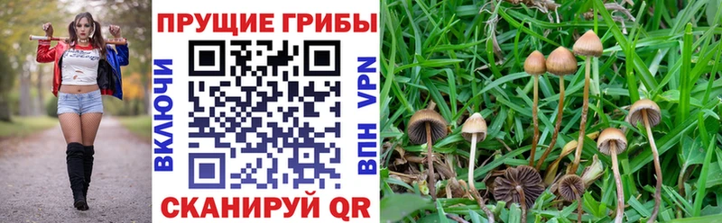 блэк спрут маркетплейс Тюмень Галлюциногенные грибы GOLDEN TEACHER купить закладку
